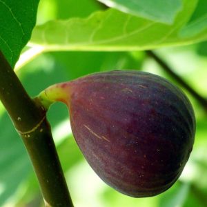 Texas Everbearing Fig