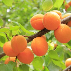 Tilton Apricot