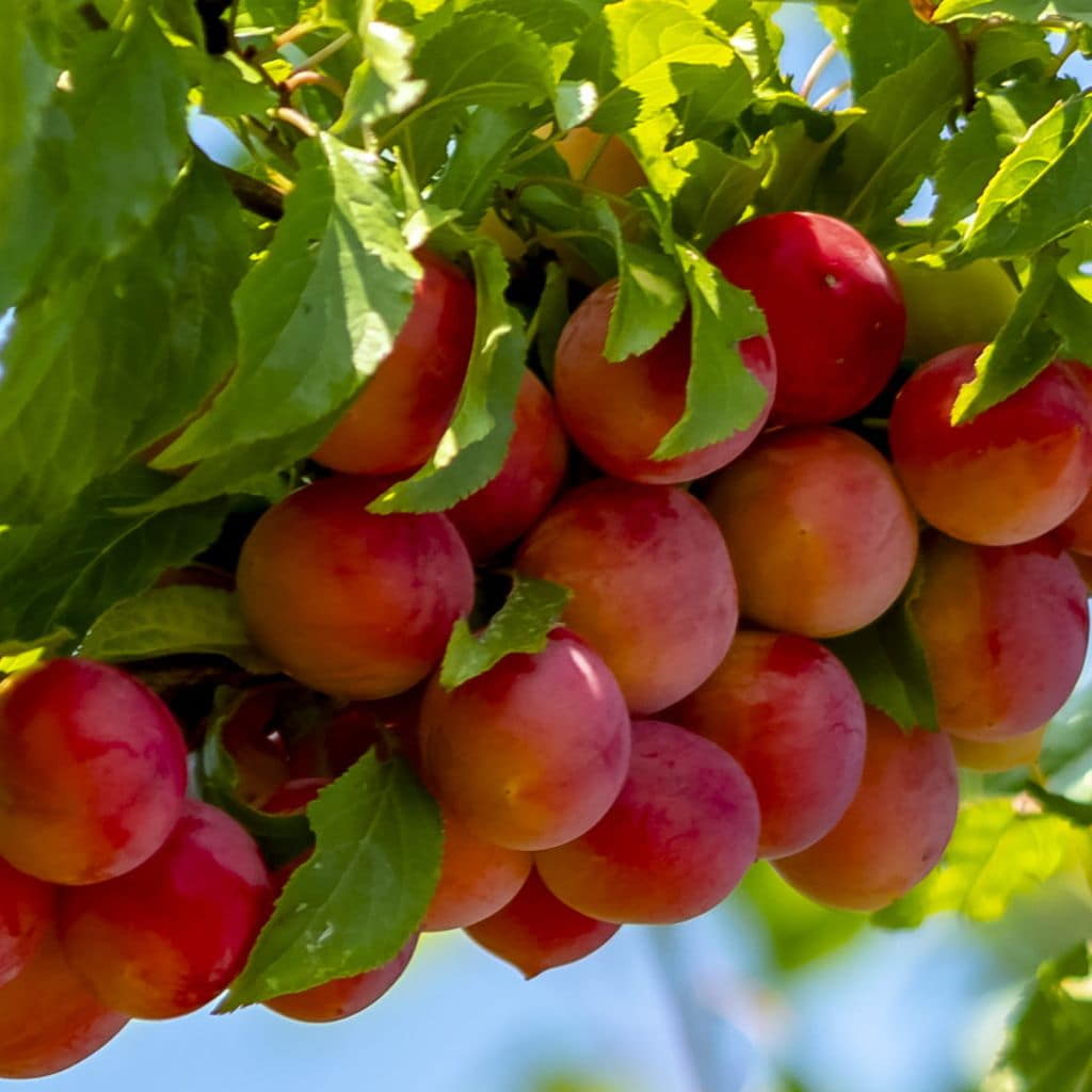 Toka Plum Tree For Sale 45ft Bareroot Organic Grafted
