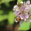 Triple-Crown-Blackberry-Flower-1-1.jpg Triple Crown Blackberry