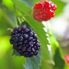 Triple-Crown-Thornless-Blackberry-1.jpg Triple Crown Blackberry