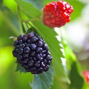 Triple Crown Blackberry