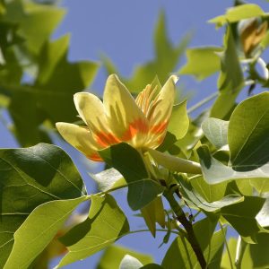 Tulip Poplar (Yellow Poplar)