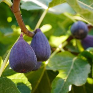 Violet De Bordeaux Fig