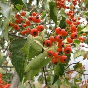 Washington Hawthorn