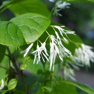 White Fringetree