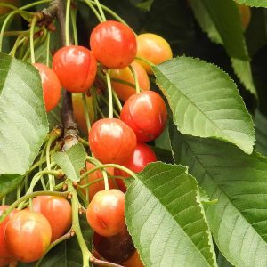Whitegold Cherry
