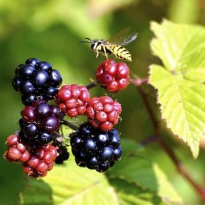 Wild Blackberry