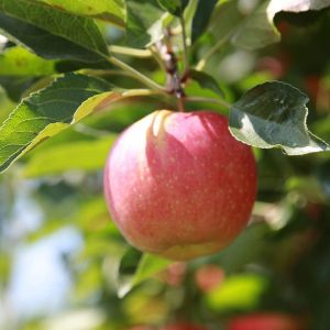 Stayman Winesap Apple