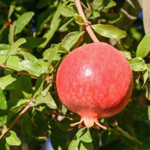 Wonderful Pomegranate