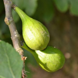 Yellow Long Neck Fig