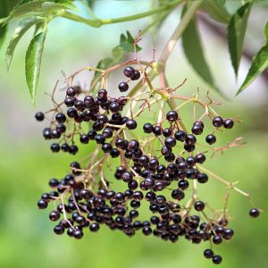 York Elderberry