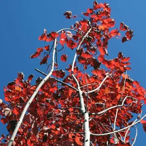 Brandywine red maple foliage in fall color against blue sky