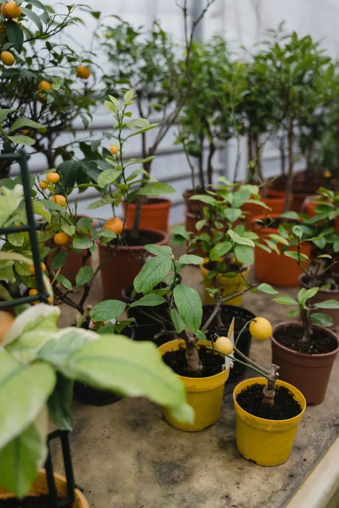 Potted kumquat trees grouped indoors near a bright window, the way tender container fruit trees overwinter in cold climates