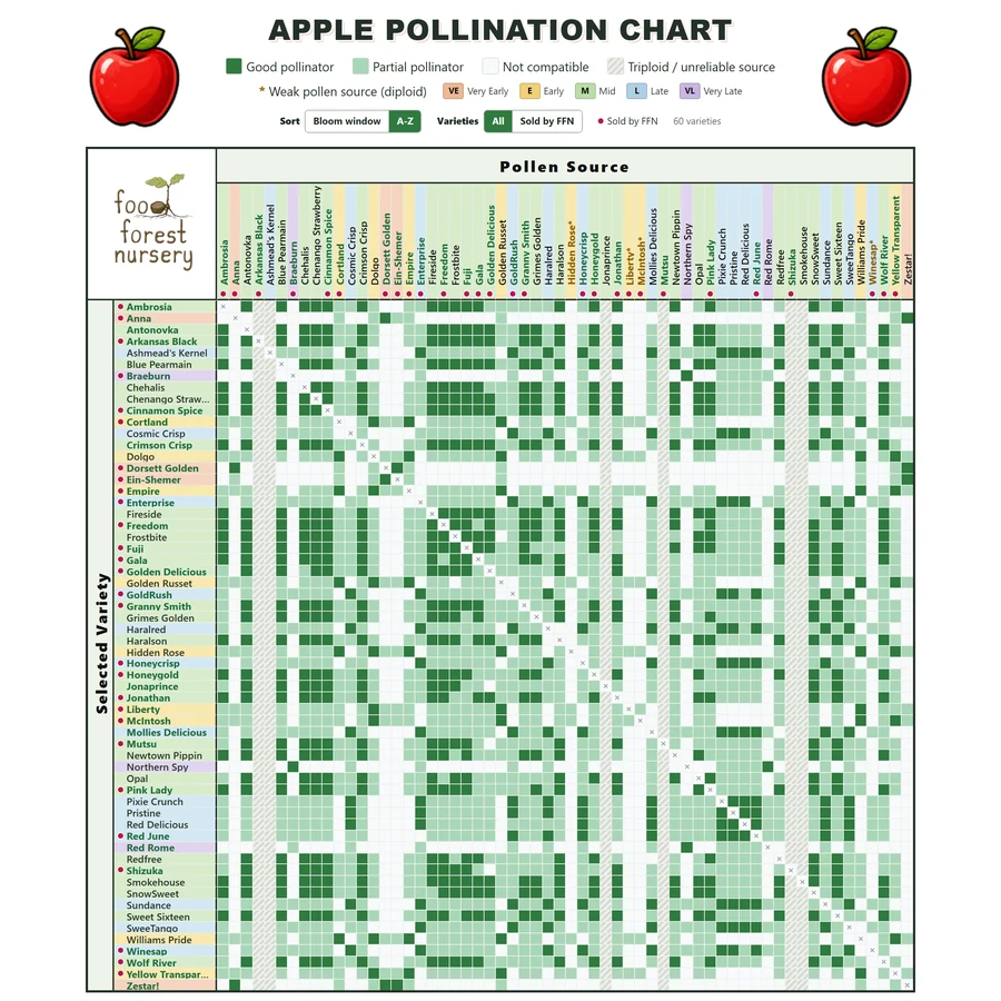 home chart apple square Apple pollination chart comparing 60 apple varieties