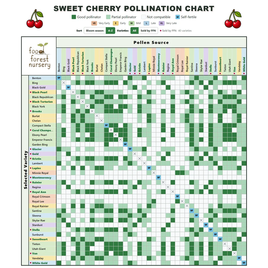 home chart sweet cherry square Sweet cherry pollination chart comparing 40 cherry varieties