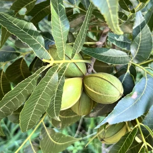 Pecans in husk on a pecan tree