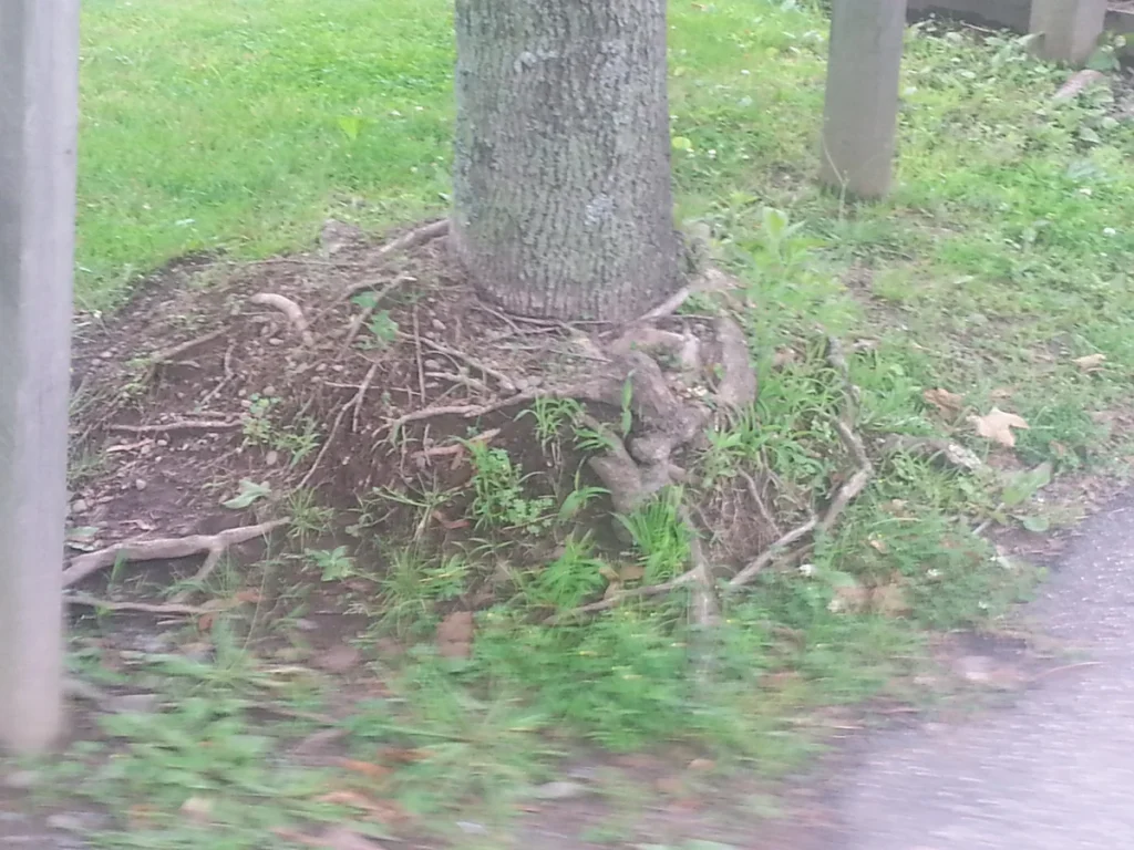 mulch volcano mistake Mulch mounded volcano-style against a tree trunk, an example of the mulch volcano mistake