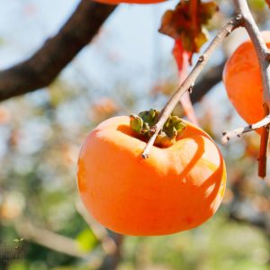 Nikitas Gift Persimmon