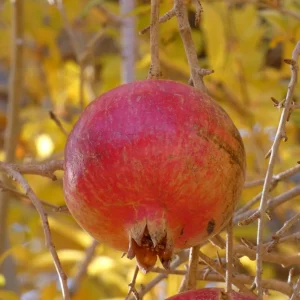 Ripe pomegranate on the branch