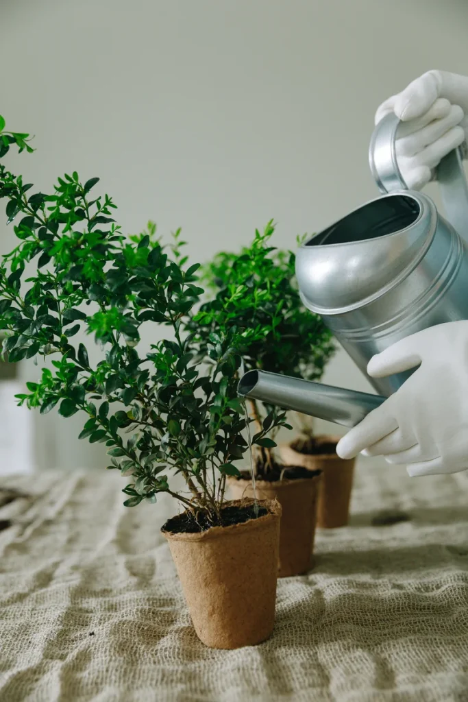 Gardener deep-watering a potted plant with a watering can, the deep-and-infrequent method container fruit trees need